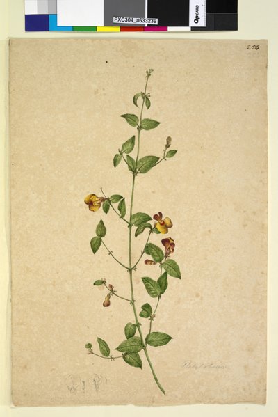 Side 254. Platylobium, ca. 1803-06 (wc, pen, blæk og blyant) af John William Lewin