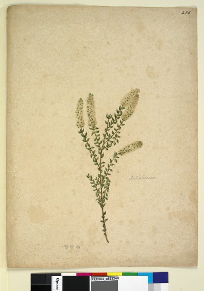 Side 255. Melaleuca, ca. 1803-06 (wc, pen, blæk og blyant) af John William Lewin