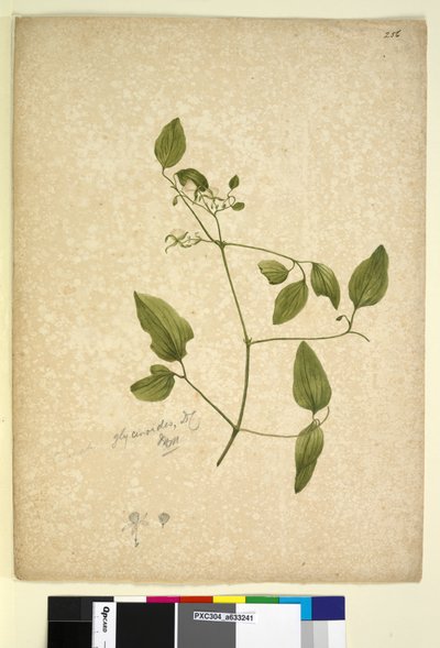Side 256. Clematis glycinoides, ca. 1803-06 (wc, pen, blæk og blyant) af John William Lewin