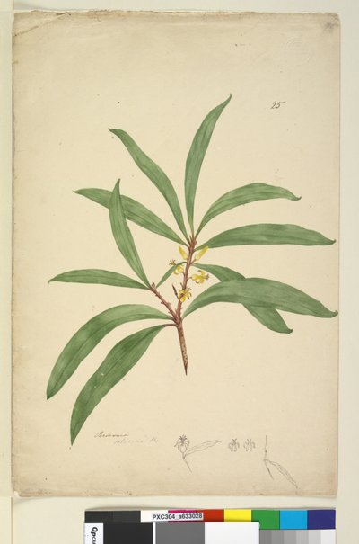 Side 25. Persoonia salicina, ca. 1803-06 (wc, kuglepen, blæk og blyant) af John William Lewin