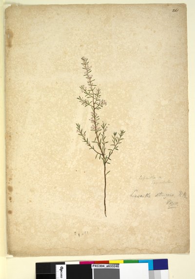 Side 261. Lissanthe strigosa, ca. 1803-06 (wc, pen, blæk og blyant) af John William Lewin