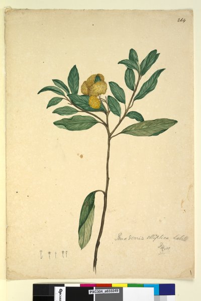 Side 264. Pomaderris elliptica, ca. 1803-06 (wc, kuglepen, blæk og blyant) af John William Lewin