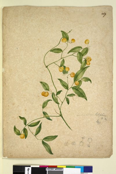 Side 269. Eustrephus latifolius, c.1803-06 (wc, pen, blæk og blyant) af John William Lewin