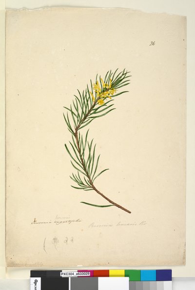 Side 26. Persoonia linearis, c.1803-06 (wc, pen, blæk og blyant) af John William Lewin