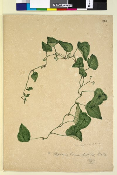 Side 270. Stephania hernandiaefolia, ca. 1803-06 (wc, pen, blæk og blyant) af John William Lewin