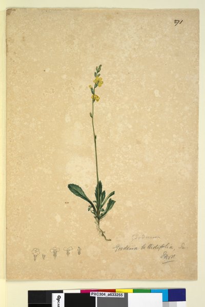 Side 271. Goodenia bellidifolia, ca. 1803-06 (wc, kuglepen, blæk og blyant) af John William Lewin