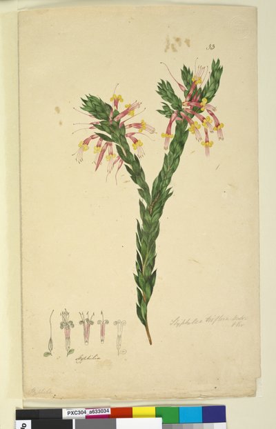 Side 33. Styphelia triflora, ca. 1803-06 (wc, pen, blæk og blyant) af John William Lewin