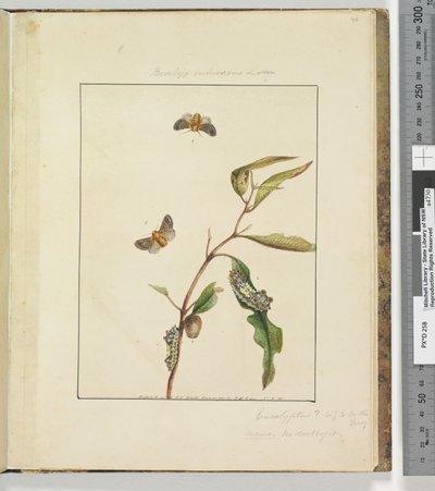 Side 35. Plade 9 Bombyx Vulnerans Lewin, 1803-04 (håndfarvede ætsetryk) af John William Lewin