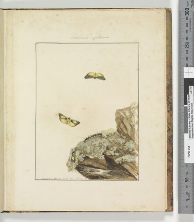 Side 39. Plade 10 Lithosa Replana, 1803-04 (håndfarvede ætsetryk) af John William Lewin