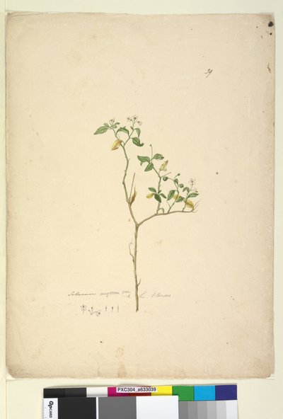 Side 39. Solanum nigrum, ca. 1803-06 (wc, kuglepen, blæk og blyant) af John William Lewin