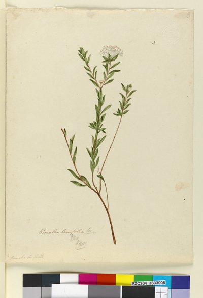 Side 3. Pimelea linifolia, ca. 1803-06 (wc, pen, blæk og blyant) af John William Lewin