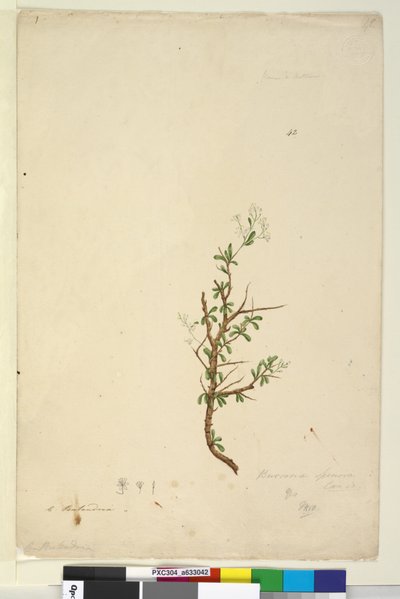 Side 42. Bursaria spinosa, ca. 1803-06 (wc, pen, blæk og blyant) af John William Lewin