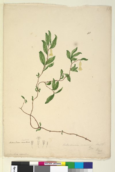 Side 43. Billardiera scandens, c.1803-06 (wc, pen, blæk og blyant) af John William Lewin