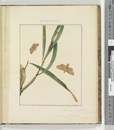 Side 43. Plade 11 Bombyx Nasuta, 1803-04 (håndfarvede ætsetryk) af John William Lewin