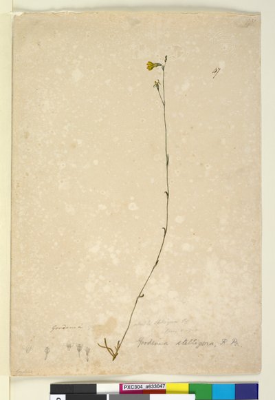 Side 47. Goodenia stelligera, ca. 1803-06 (wc, kuglepen, blæk og blyant) af John William Lewin