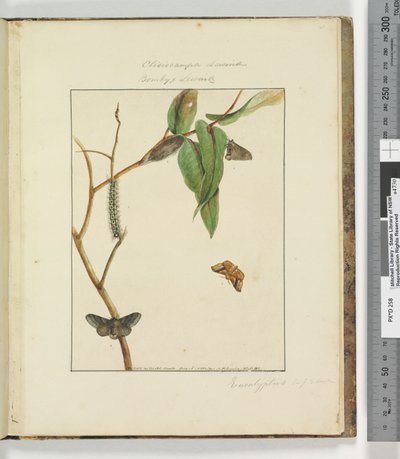 Side 47. Plade 12 Clisiocampa Lewinae Bombyx Lewinae, 1803-04 (håndfarvede ætsetryk) af John William Lewin
