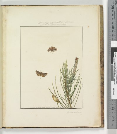 Side 51. Plade 13 Bombyx Exposita Lewin allieret med..., 1803-04 (håndfarvede ætsningstryk) af John William Lewin