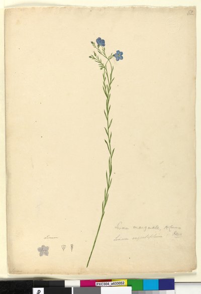 Side 52. Linum marginale, ca. 1803-06 (wc, pen, blæk og blyant) af John William Lewin