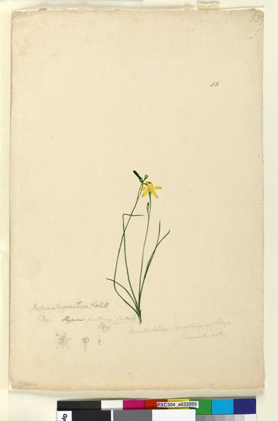 Side 55. Hypoxis hygrometrica, ca. 1803-06 (wc, pen, blæk og blyant) af John William Lewin