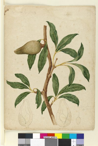 Side 5. Xylomelum pyriforme, ca. 1803-06 (wc, pen, blæk og blyant) af John William Lewin