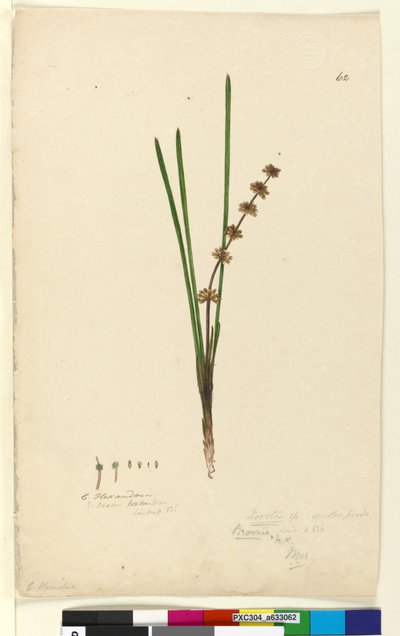 Side 62. Xerotes Lomandra multiflora, c.1803-06 (wc, pen, blæk og blyant) af John William Lewin
