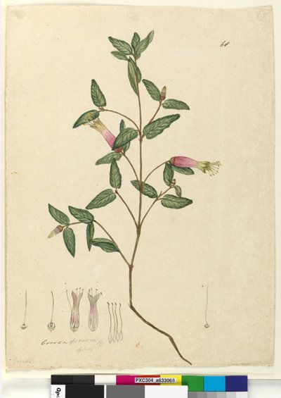 Side 68. Correa speciosa, c.1803-06 (wc, pen, blæk og blyant) af John William Lewin