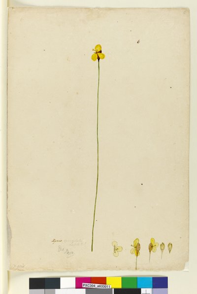 Side 6. Xyris operculata, ca. 1803-06 (wc, pen, blæk og blyant) af John William Lewin