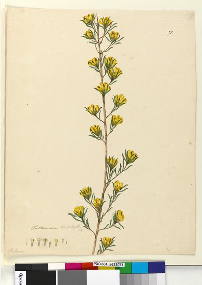 Side 71. Pultenaea linophylla, ca. 1803-06 (wc, kuglepen, blæk og blyant) af John William Lewin