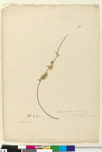 Side 75. Sphaerolobium vimineum, ca. 1803-06 (wc, pen, blæk og blyant) af John William Lewin