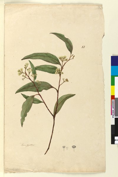 Side 83. Eucalyptus, ca. 1803-06 (wc, kuglepen, blæk og blyant) af John William Lewin