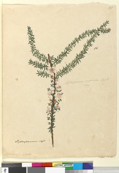 Side 86. Leptospermum scoparium, ca. 1803-06 (wc, kuglepen, blæk og blyant) af John William Lewin