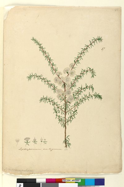 Side 87. Leptospermum ambiguum, c.1803-06 (wc, pen, blæk og blyant) af John William Lewin