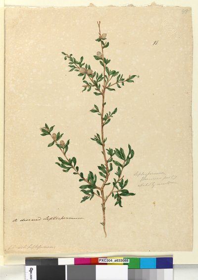 Side 88. Leptospermum flavescens, ca. 1803-06 (wc, kuglepen, blæk og blyant) af John William Lewin