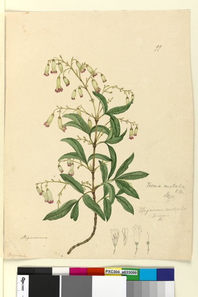Side 99. Bignonia australisPandorea pandorana, c.1803-06 (wc, pen, blæk og blyant) af John William Lewin