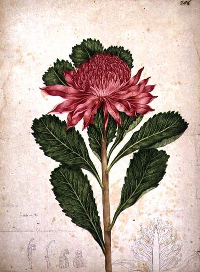 Waratah, telopea speciosissima af John William Lewin