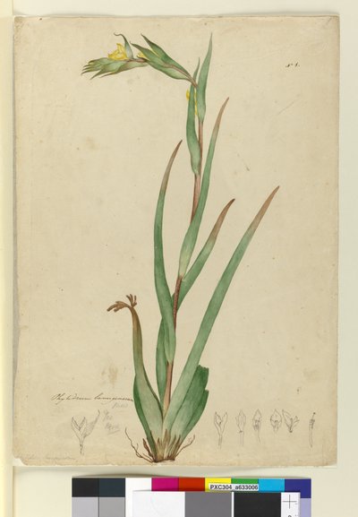 l. Phylidrum lanuginosum, ca. 1803-06 (wc, pen, blæk og blyant) af John William Lewin