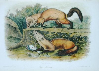 Pine Marten, plade 138 fra 