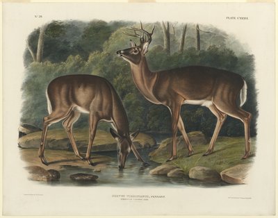 Virginia hjorte af John Woodhouse Audubon