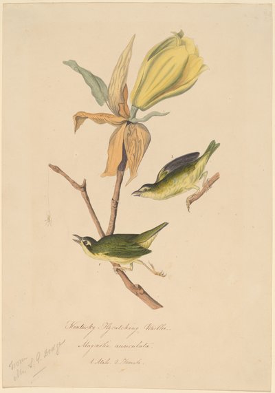 Kentucky fluefangende sangsanger af John Woodhouse Audubon