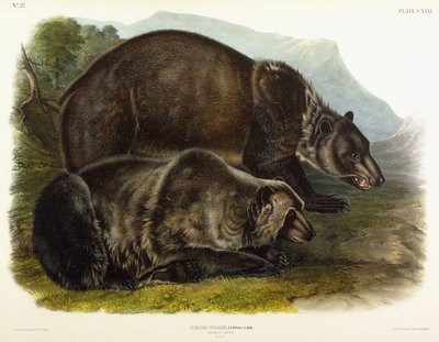 Grizzlybjørn han, 1848 af John Woodhouse Audubon