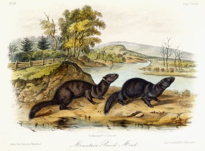 Mountain Brook Mink, ca. 1849-1854 af John Woodhouse Audubon