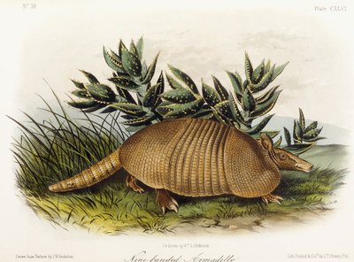 Ni-båndet bæltedyr, 1849-1854 af John Woodhouse Audubon