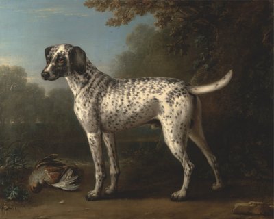 En gråplettet hund af John Wootton