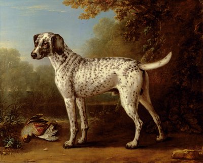 Gråplettet hund af John Wootton
