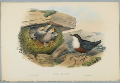 Cinclus Aquaticus - Water Ousel eller Dipper, graveret af H. C. Richter af John after Gould