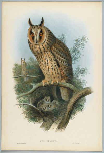 Otus Vulgaris - Langøret ugle, tegnet af J. Wolf, graveret af H. C. Richter af John after Gould