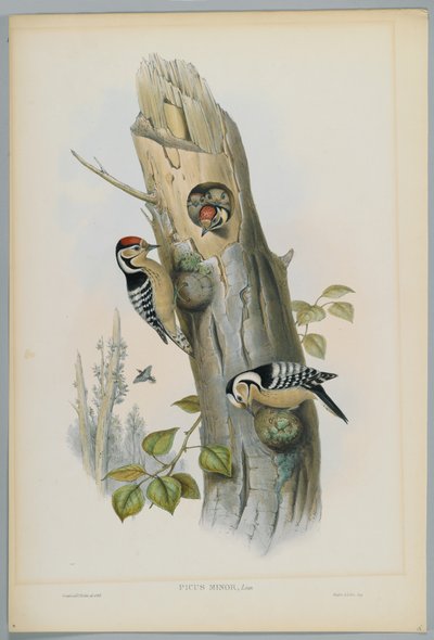 Picus Minor - Lille Spætte, graveret af H. C. Richter af John after Gould