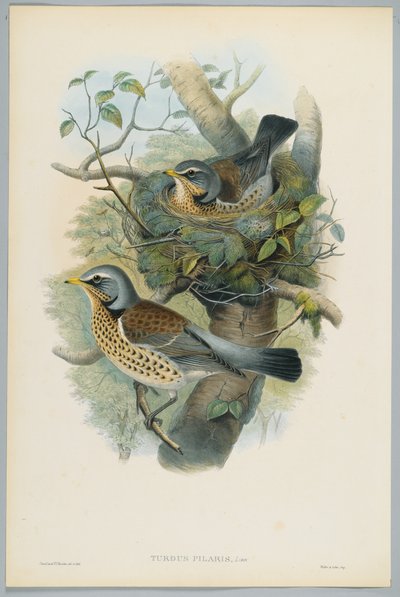 Turdus Pilarus - Enebærdrossel, graveret af H. C. Richter af John after Gould