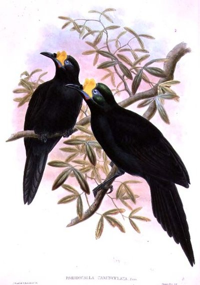 Paradigalla carunculata af John and Hart, William Gould