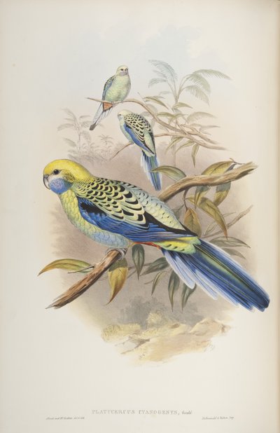Platycerus cyanogenus, fra The Birds of Australia af John Gould, 1840 af John and Richter Gould